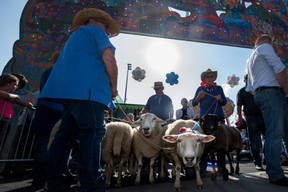 Sheep, a shepherd and a brass band will parade through the streets of the capital as part of the traditional Hämmelsmarsch, taking place on Saturday 22 August to mark the start of the Schueberfouer. (Photo: Nader Ghavami/archives)