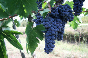 Grape, Tuscany ©Toscana Promozione