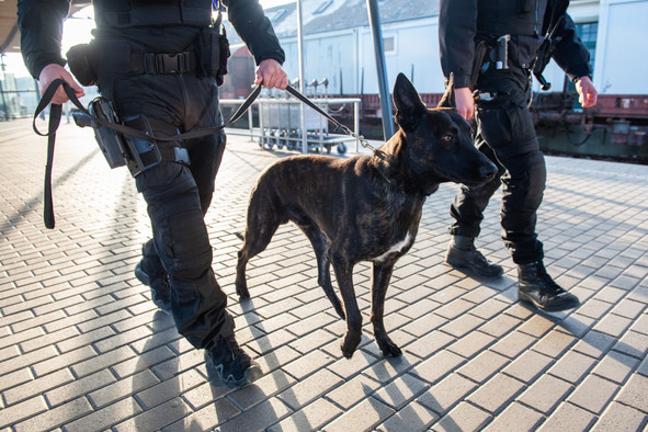 Archive photo of sniffer dogs at the central railway station in Luxembourg City  © LaLa La Photo