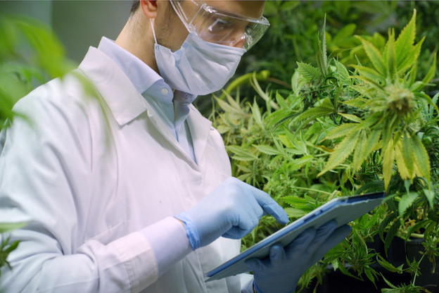 Le cannabis «légal» aura généré un chiffre d’affaires de 16 milliards de dollars cette année. (Photo: Shutterstock)