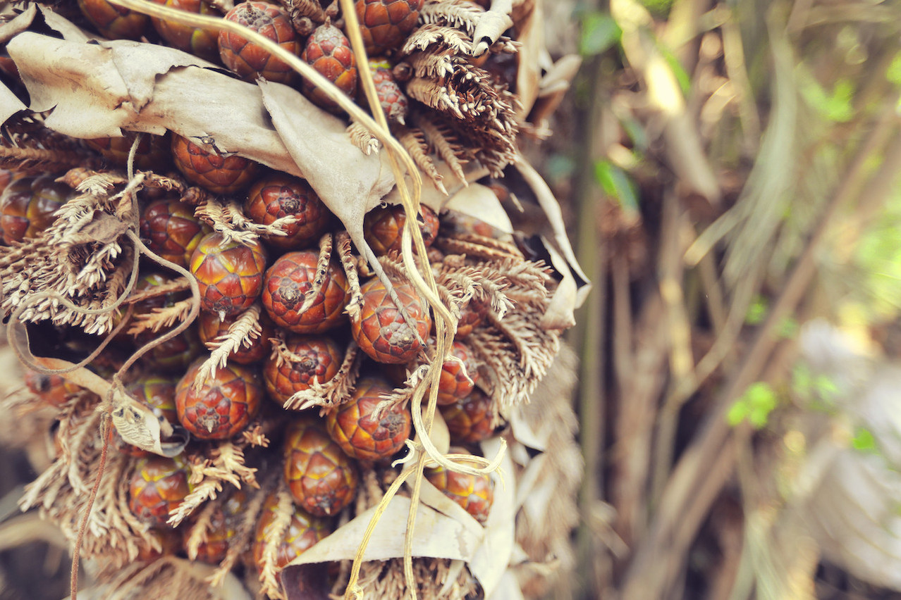 In Cameroon, problems are multiplying for the Socfin group, a Luxembourg-based vehicle for investing in rubber and palm oil plantations in Africa and Asia. As a result, the Norwegian Government Pension Fund Global’s ethics committee has recommended excluding one of Socfin’s main shareholders, the Bolloré group. Photo: Shutterstock