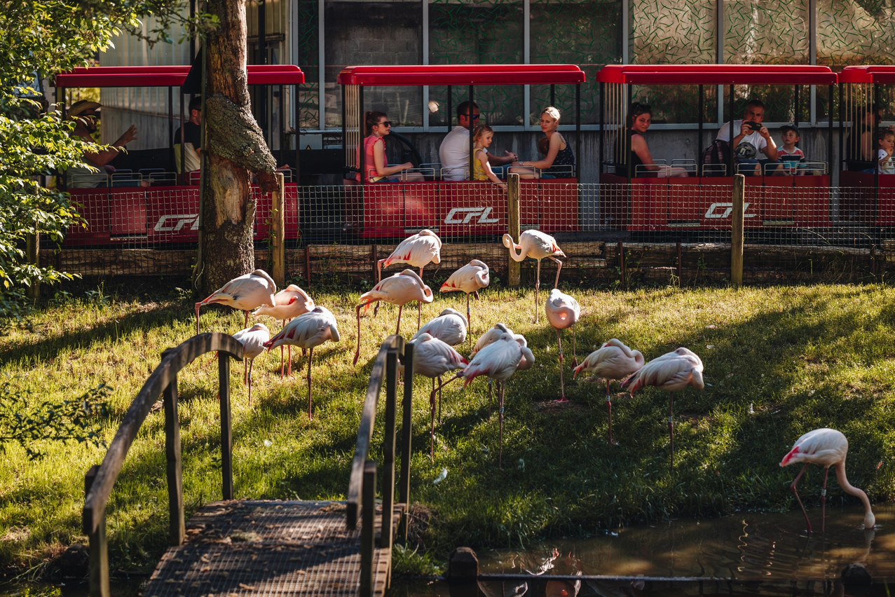 Le Parc merveilleux rouvre ses portes pour la saison 2024 ce samedi 23 mars jusqu’au 13 octobre. (Photo: Shutterstock/Sabino Parente)