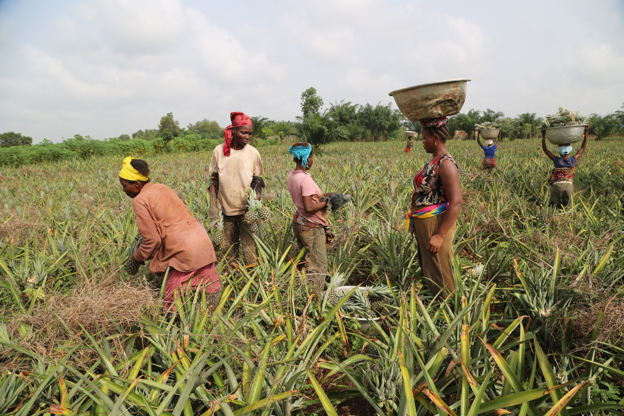 En soutenant des agriculteurs dans sept pays d’Afrique via des outils de finance inclusive, SOS Faim vise à ce qu’ils atteignent leur souveraineté alimentaire. (Photo: SOS Faim)