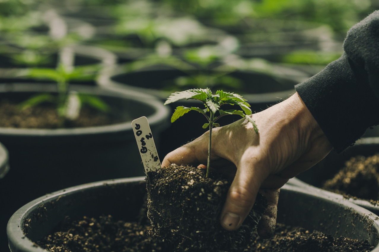 Health minister Paulette Lenert indicated that a state-controlled cultivation for medical cannabis is expected this year, according to radio 100,7.  Photo: Shutterstock.