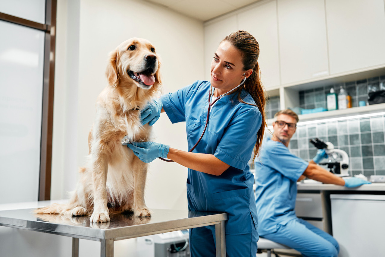 Among the most innovative (and amusing?) open banking solutions are options that help you pay when you have to take your dog to the vet. Photo: Shutterstock