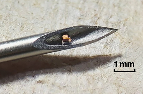 Une image de la puce la plus petite au monde, qui n’a été injectée qu’à des rongeurs pour mesurer leur température. Une révolution médicale qui vient cogner les théories complotistes les plus féroces depuis le début de la pandémie. (Photo: Columbia University)