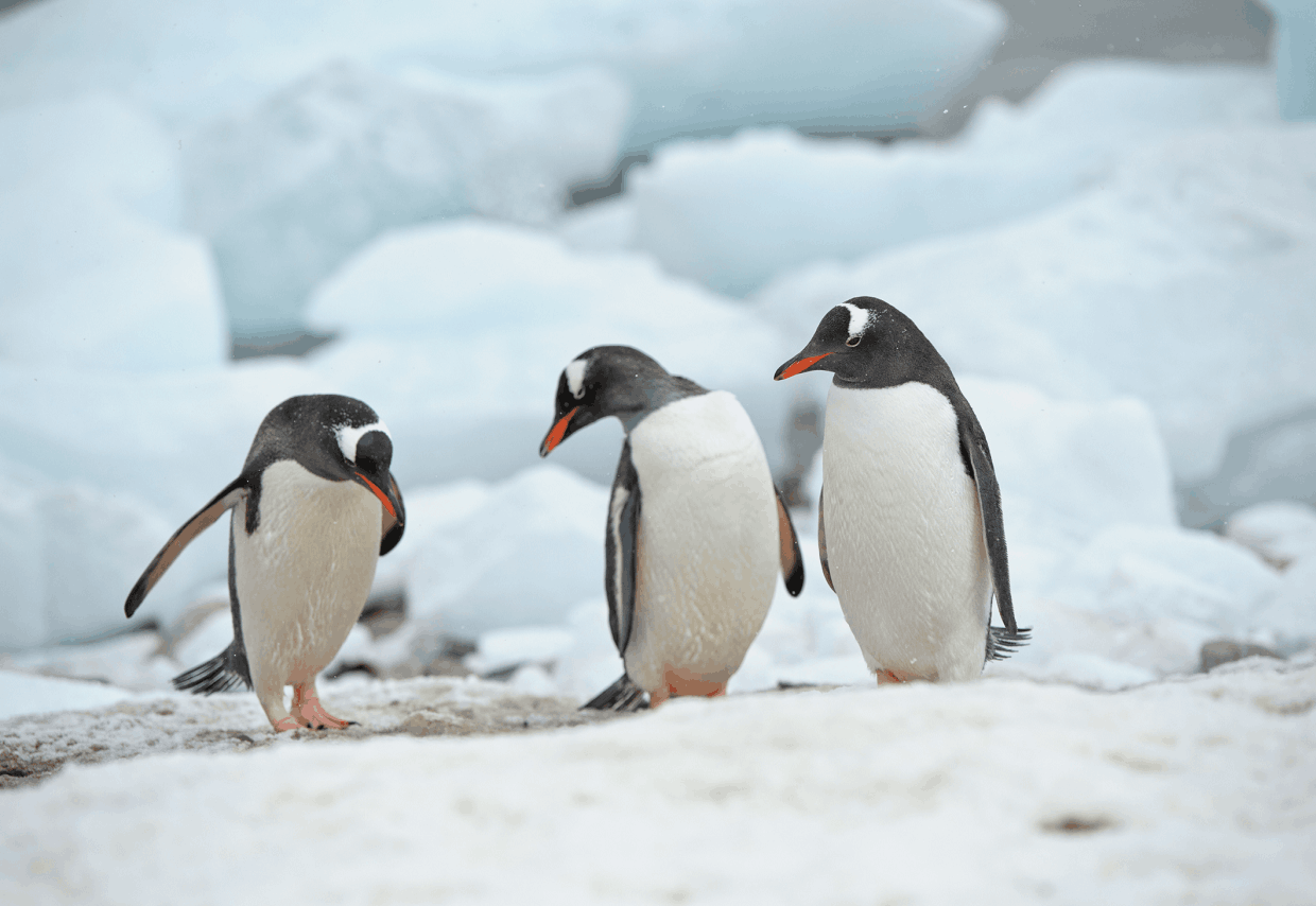  Three penguins  (Photo: iStock-171282122) 