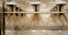 The seeds are placed in biodegradable capsules made from maize starch. They take root in a substrate made up of natural fibres and paper, and are then supplied with nutrient-enriched water. (Photo: Tetris Farms)