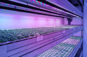 For larger volumes, Tetris Farms offers containers measuring 5, 8 or 11 metres. Growing crops on multiple levels increases production capacity without taking up more floor space. (Photo: Tetris Farms)