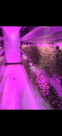 Basil is one of Tetris Farms’ flagship crops. Available all year round, it can be harvested just minutes before use, without being dependent on the seasons or imports. (Photo: Tetris Farms)