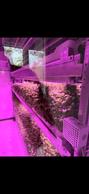 Basil is one of Tetris Farms’ flagship crops. Available all year round, it can be harvested just minutes before use, without being dependent on the seasons or imports. (Photo: Tetris Farms)