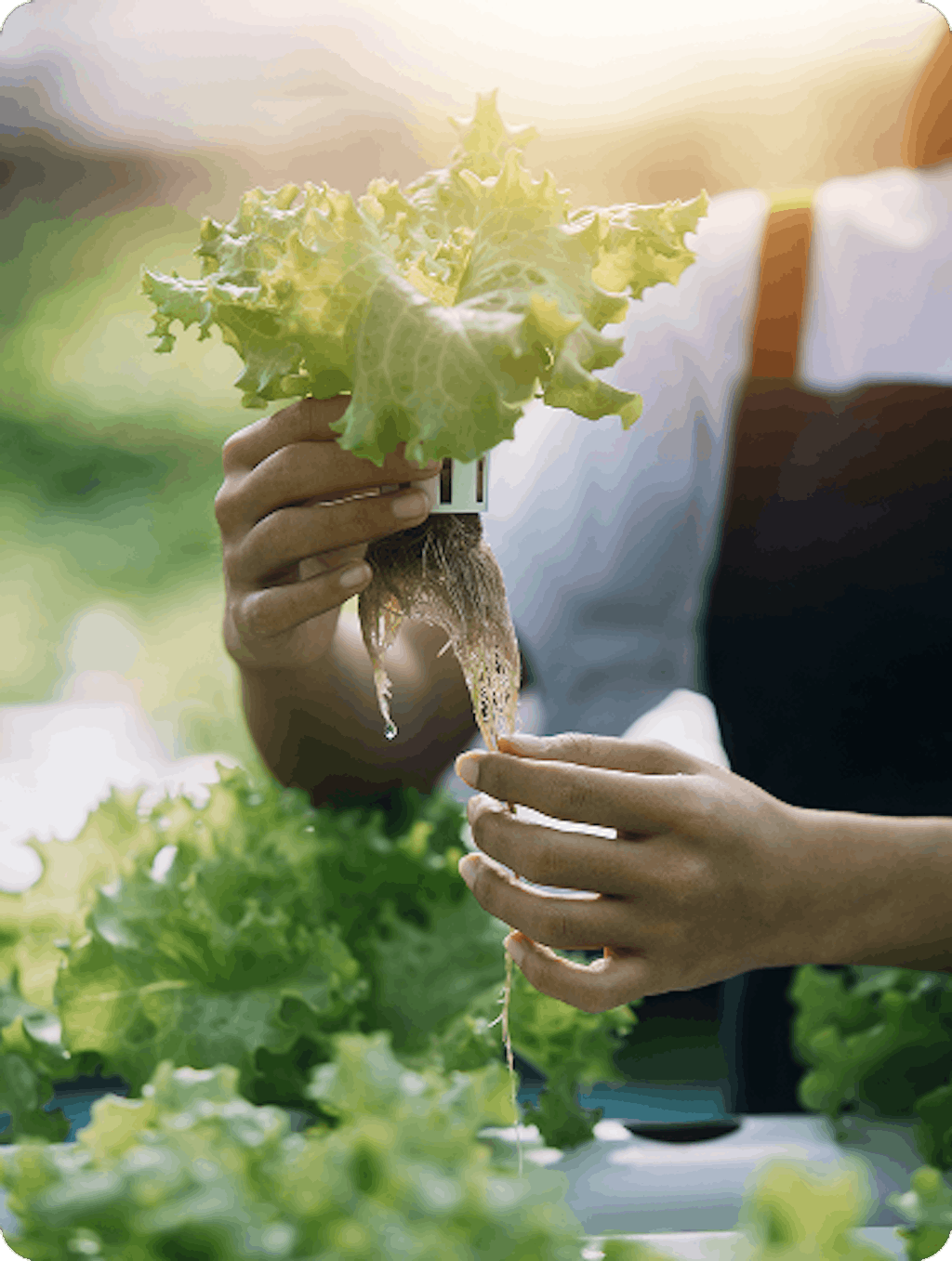 The seeds are placed in biodegradable capsules made from maize starch. They take root in a substrate made up of natural fibres and paper, and are then supplied with nutrient-enriched water. (Photo: Tetris Farms)