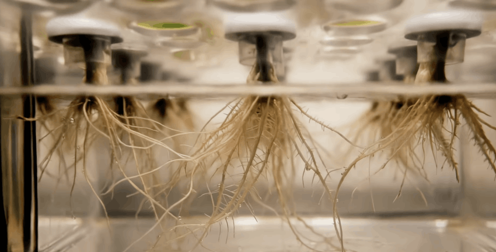 The seeds are placed in biodegradable capsules made from maize starch. They take root in a substrate made up of natural fibres and paper, and are then supplied with nutrient-enriched water. (Photo: Tetris Farms)