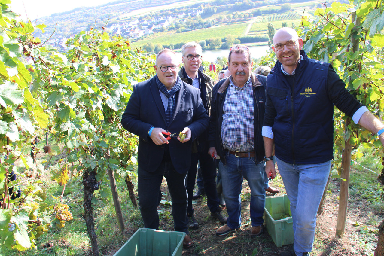 Romain Schneider took part in the harvest with Léon Gloden, mayor of Grevenmacher, Erny Schumacher, from the Organisation professionnelle des vignerons indépendants, and Antoine Clasen from Bernard-Massard. Photo: Sip