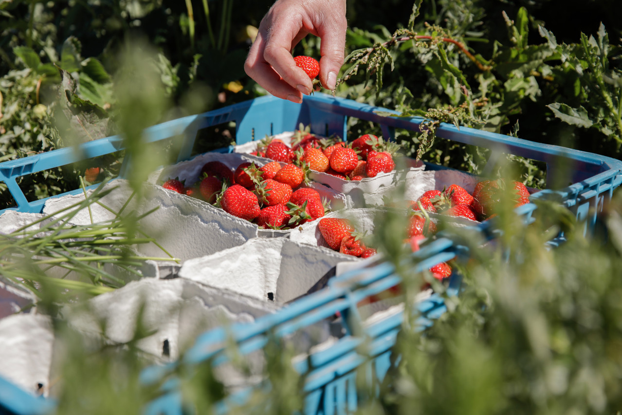  Photo shows the strawberry harvest at the Paniers de Sandrine in Munsbach Romain Gamba / Maison Moderne