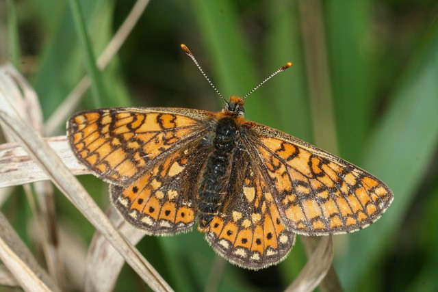  The Marsh Fritillary butterfly, pictured, was once a commonly-found butterfly in Luxembourg. Today  it is on the brink of extinction  Raoul Gerend