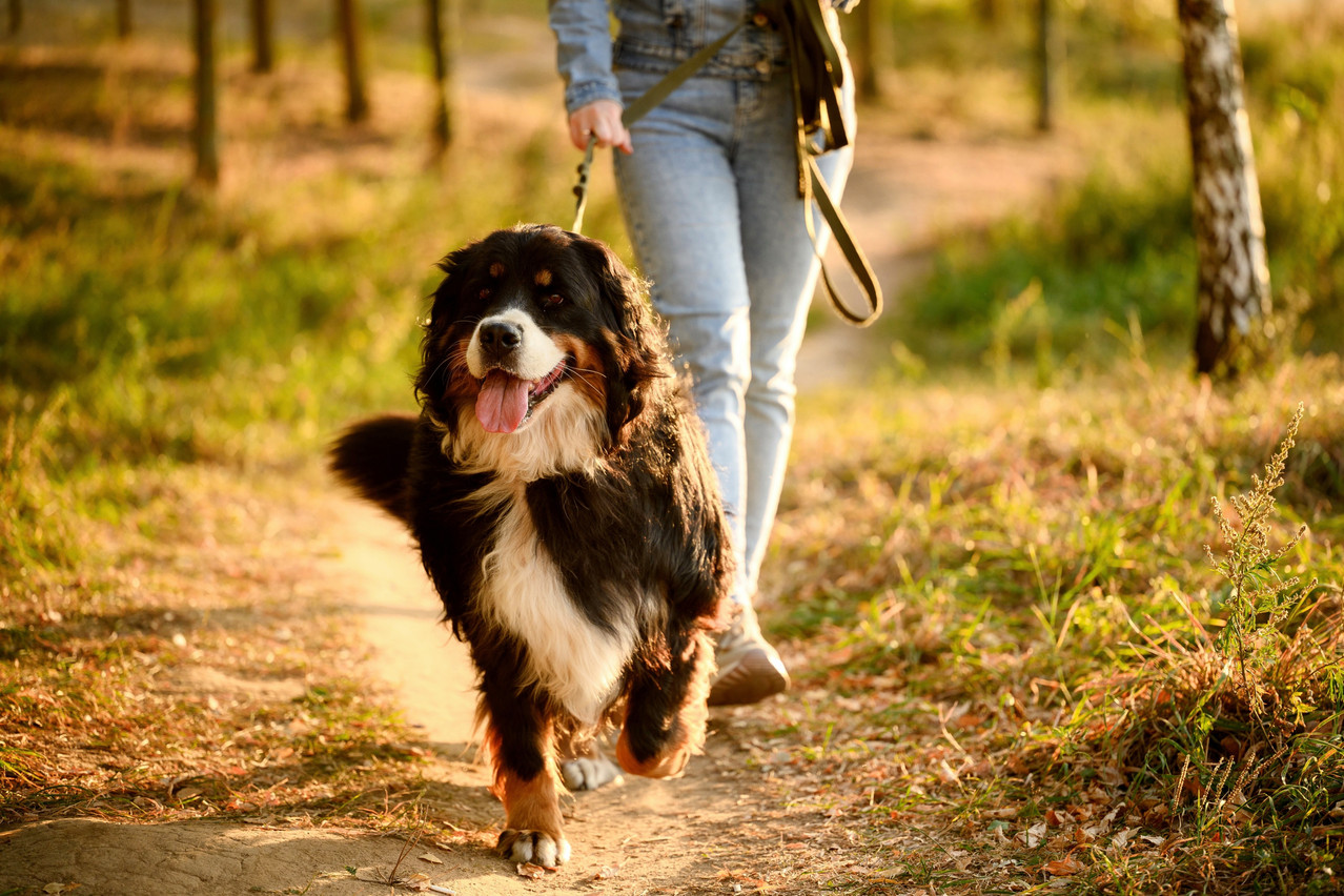Dogs are welcome on most hiking paths and in green spaces--as long as they’re on a lead--including popular spots like the Bambësch and Gaalgebierg. Photo: Shutterstock