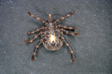 Le spécimen retrouvé à Dudelange a été le seul confié à ce jour au Musée national d’histoire naturelle. (Photo: Musée national d’histoire naturelle de Luxembourg)