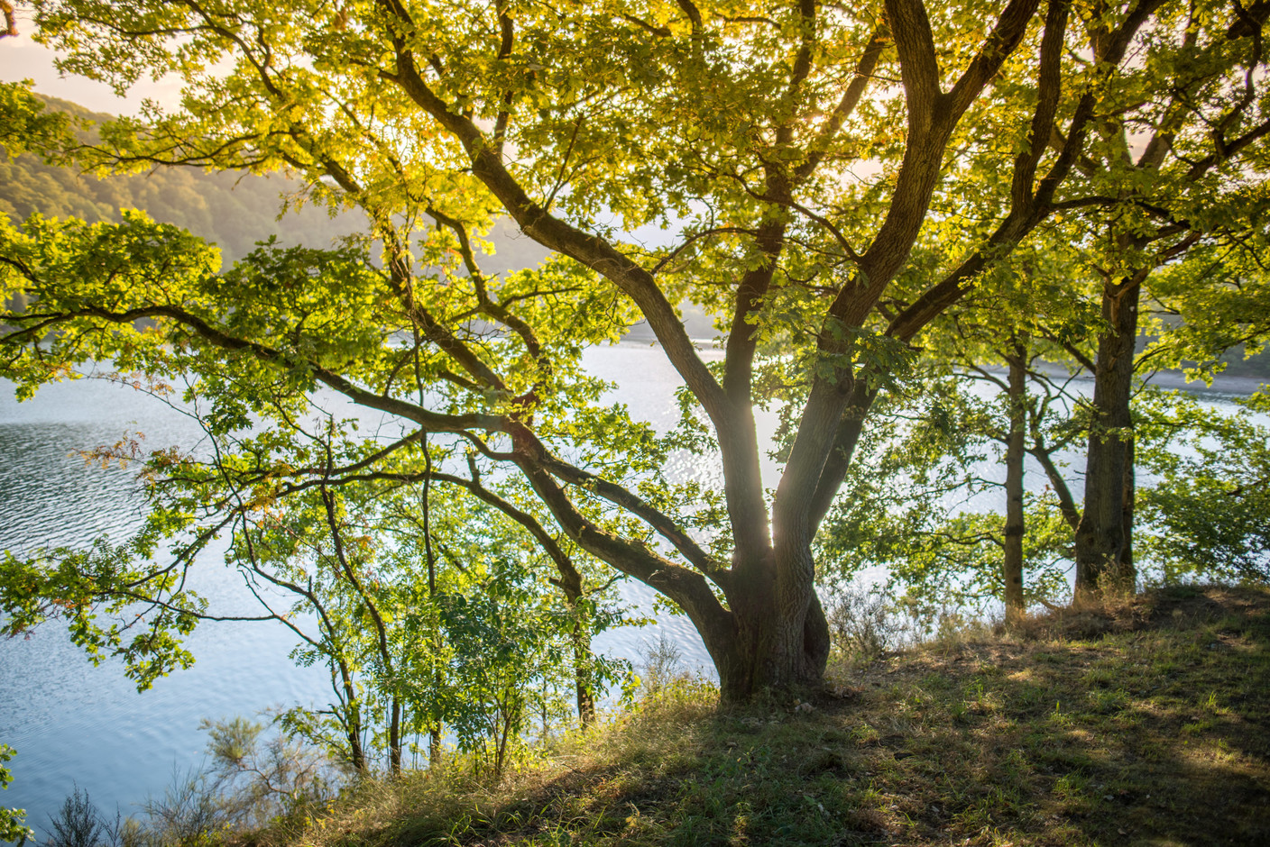 Le soleil projette une lumière dorée sur un arbre au bord du lac. (Photo: CC-BY kewl.lu)