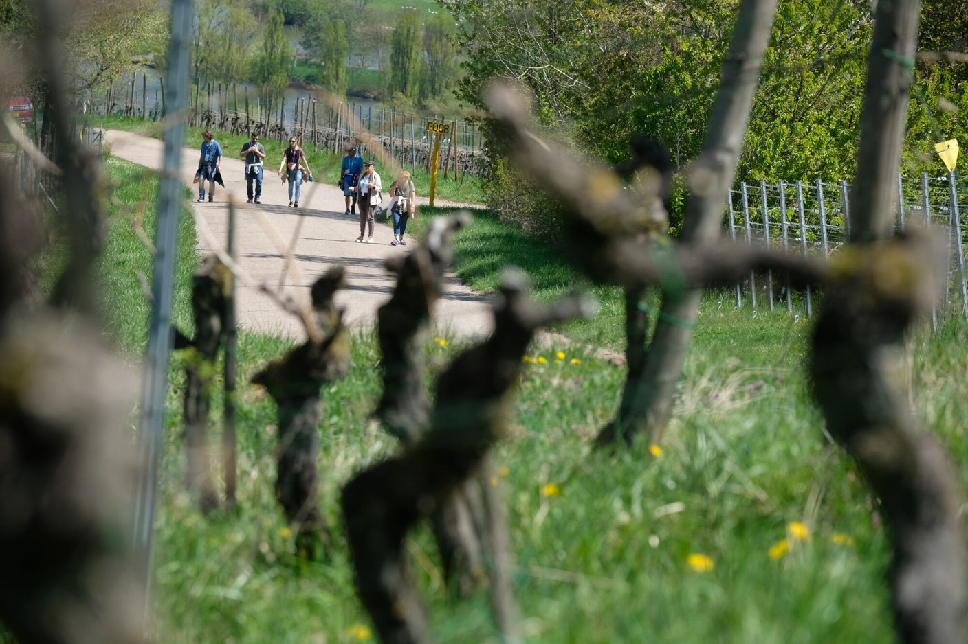 Neuf vignobles produisant du crémant et du vin sont présents sur la commune de Remich. (Photo: Visit Remich)