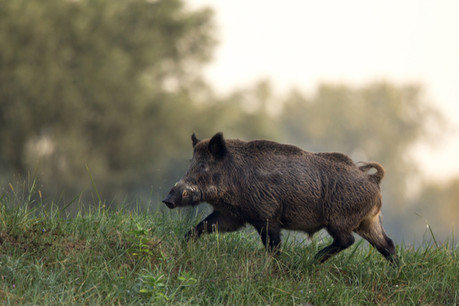 Depuis le 6 avril, l’accès à 16.000 hectares de forêt gaumaise est à nouveau possible. (Photo: Shutterstock)