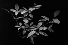 Nuno Lorena, «Leaves (nr.1)», fusain sur papier, 99x144cm, prix de départ: 6.400€. ((Photo: Nuno Lorena))