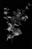 Nuno Lorena, «Leaves (nr.3)», 2019, fusain sur papier, 120x80 cm, prix de départ: 5.400€. ((Photo: Nuno Lorena))