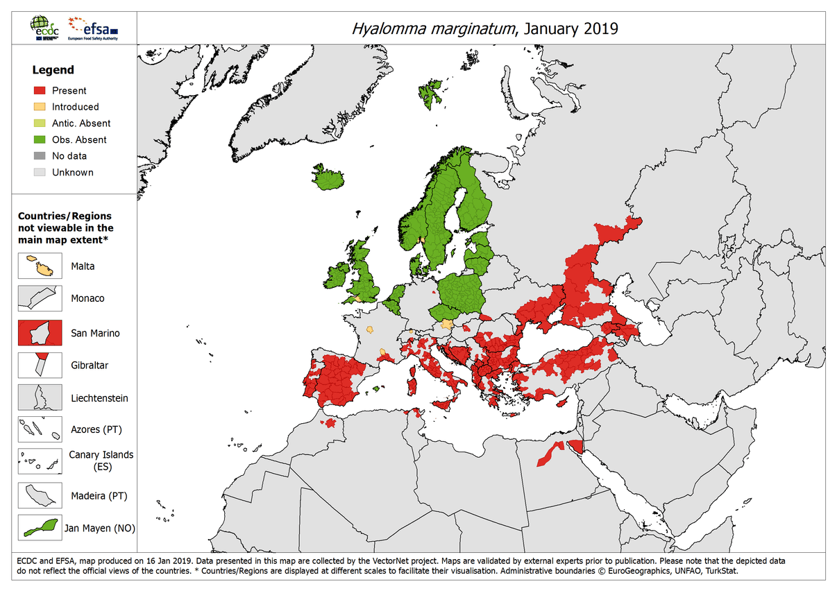 La carte montre la dispersion attestée de la Hyalomma marginatum en janvier 2019.  (Photo: ECDC/EFSA)