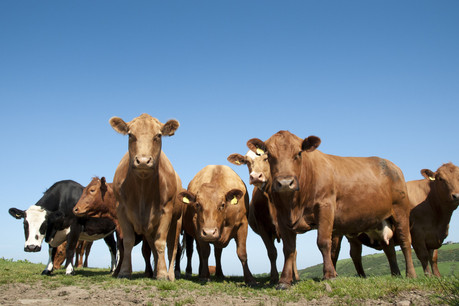 Les élevages bovins représentent une source importante d’émissions de gaz à effet de serre. Une moindre consommation de viande sera donc aussi bénéfique pour la planète. (Photo: Shutterstock)