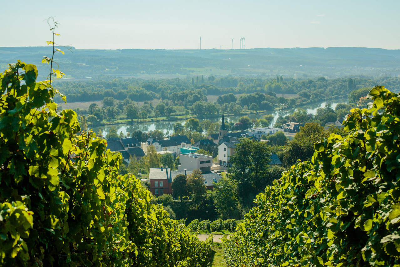 Les viticulteurs indépendants de la Moselle luxembourgeoise ont trouvé leur plateforme de vente commune en ligne avec waistrooss.lu. (Photo: Matic Zorman)