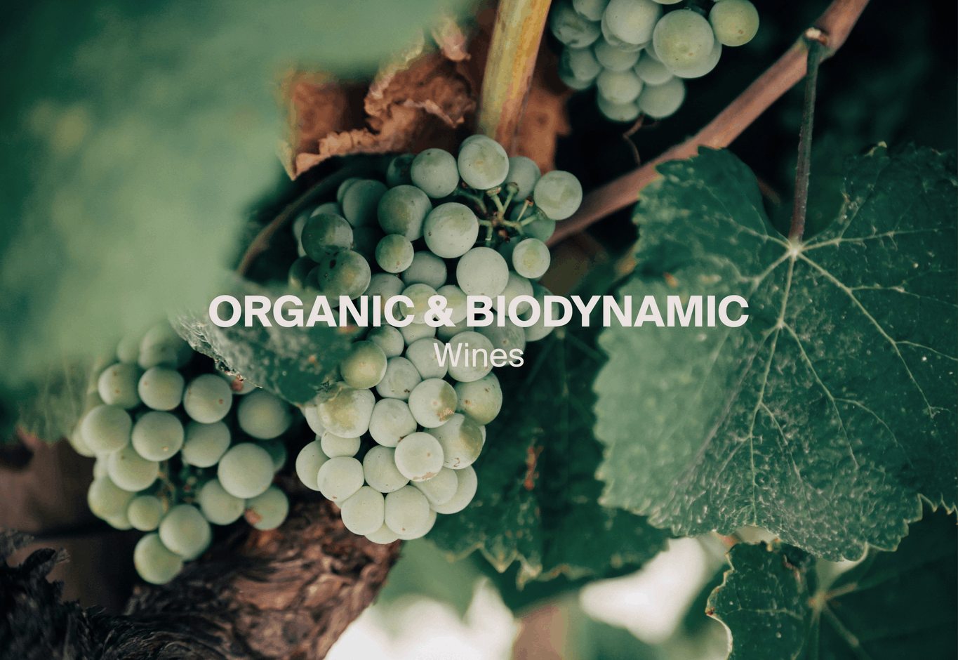 Le vin biodynamique est un vin pour lequel les cépages n’ont reçu aucun traitement chimique ni désherbant. (Photo: Wengler Châteaux & Domaines) 