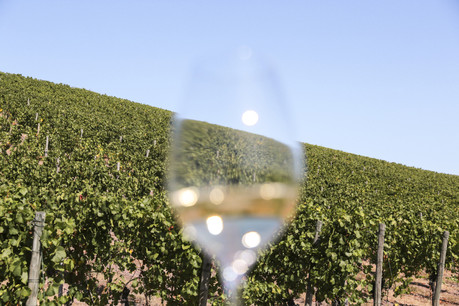 Cette année, pour découvrir les secrets des vins et crémants luxembourgeois à l’arrivée de l’hiver, il faudra oublier la capitale et se diriger vers la Moselle luxembourgeoise, directement auprès des producteurs, lors de deux week-ends exceptionnels. (Photo: Romain Gamba / Maison Moderne)