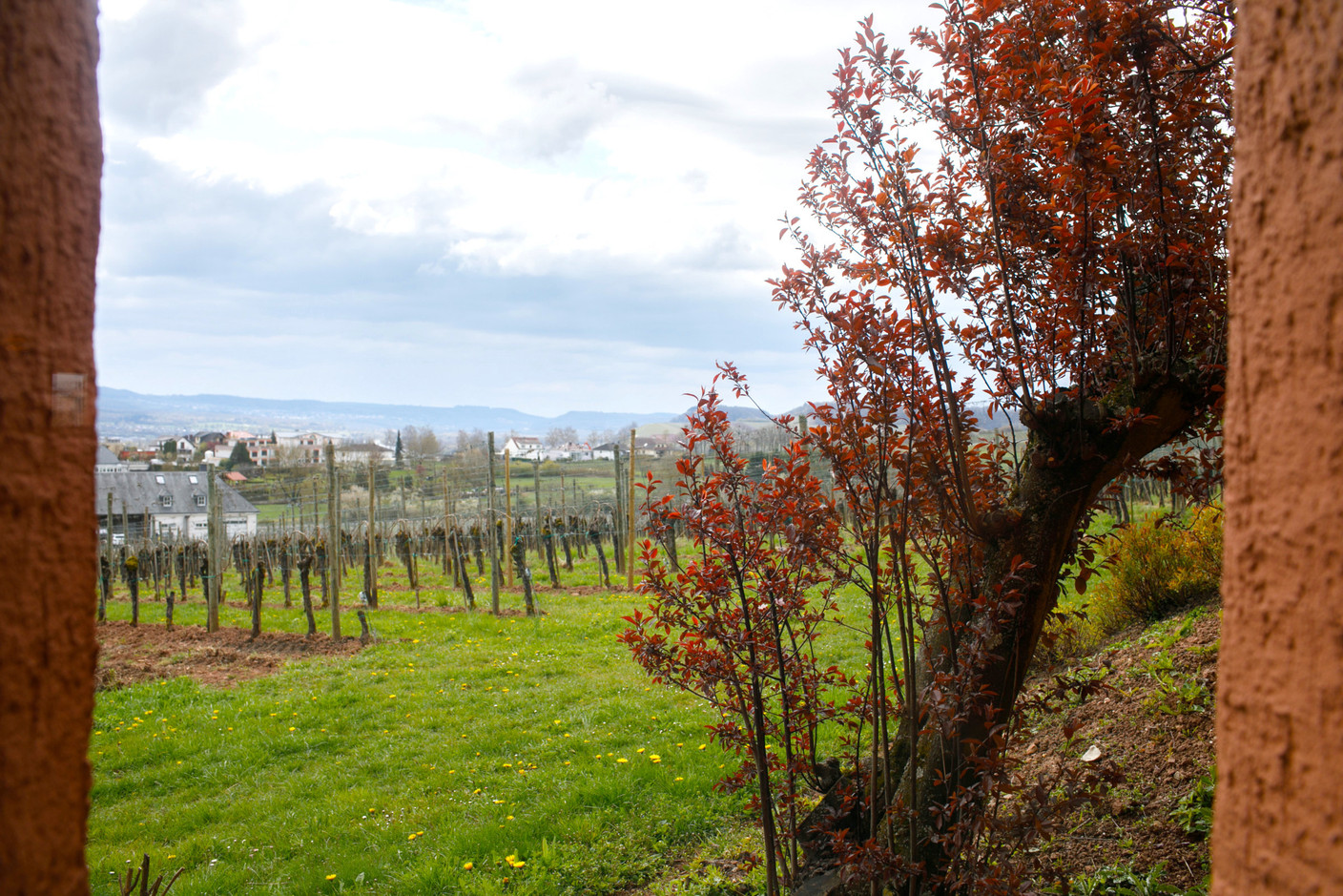 Les vignes du Domaine Mathis Bastian surplombent la vallée, au pied de la maison viticole, à Remich. Matic Zorman/Maison Moderne