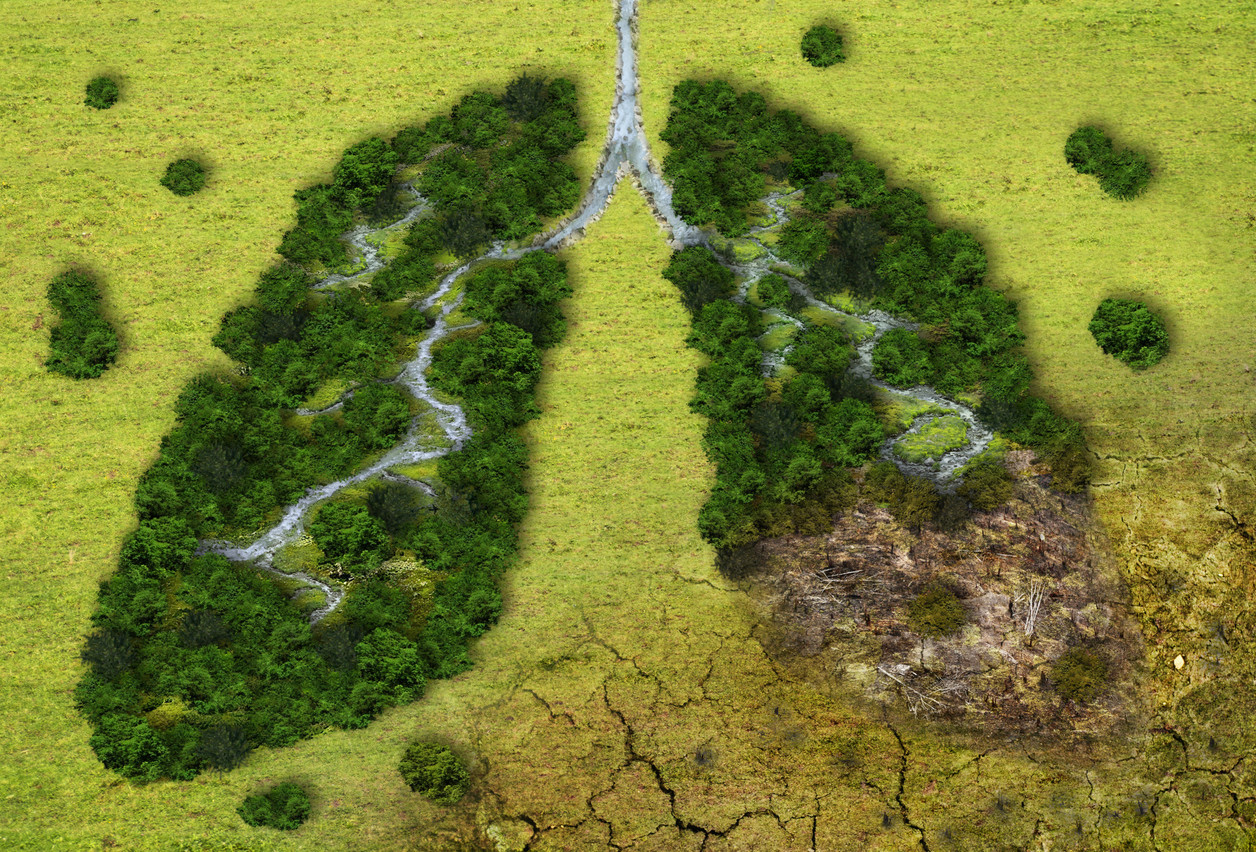 The new EU regulation aiming to stop the devastating effects of deforestation was adopted on 16 May 2023, came into force on 29 June 2023 and will apply to stakeholders on 30 December 2024. Photo: Shutterstock