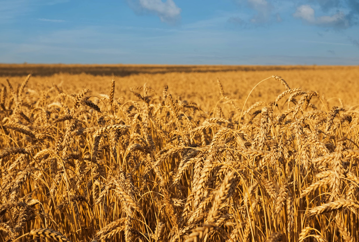 The war in Ukraine caused the UN’s cereal price index to rise by more than a third and its vegetable price index rise by more than half in the year to March 2022, according to the UN Food and Agriculture Organization. Photo credit: Diana Vyshniakova/Unsplash