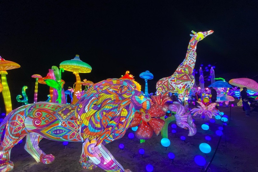 The Amnéville Zoo in France (about a 35-minute drive from Luxembourg) is running its Luminescences festival through 25 March. Photo: Delano