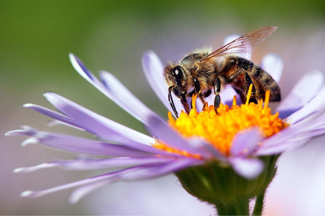 Parmi les projets soutenus par The Yield Lab, ApisProtect veille sur la santé de dix millions d’abeilles dans le monde. (Photo: Shutterstock)