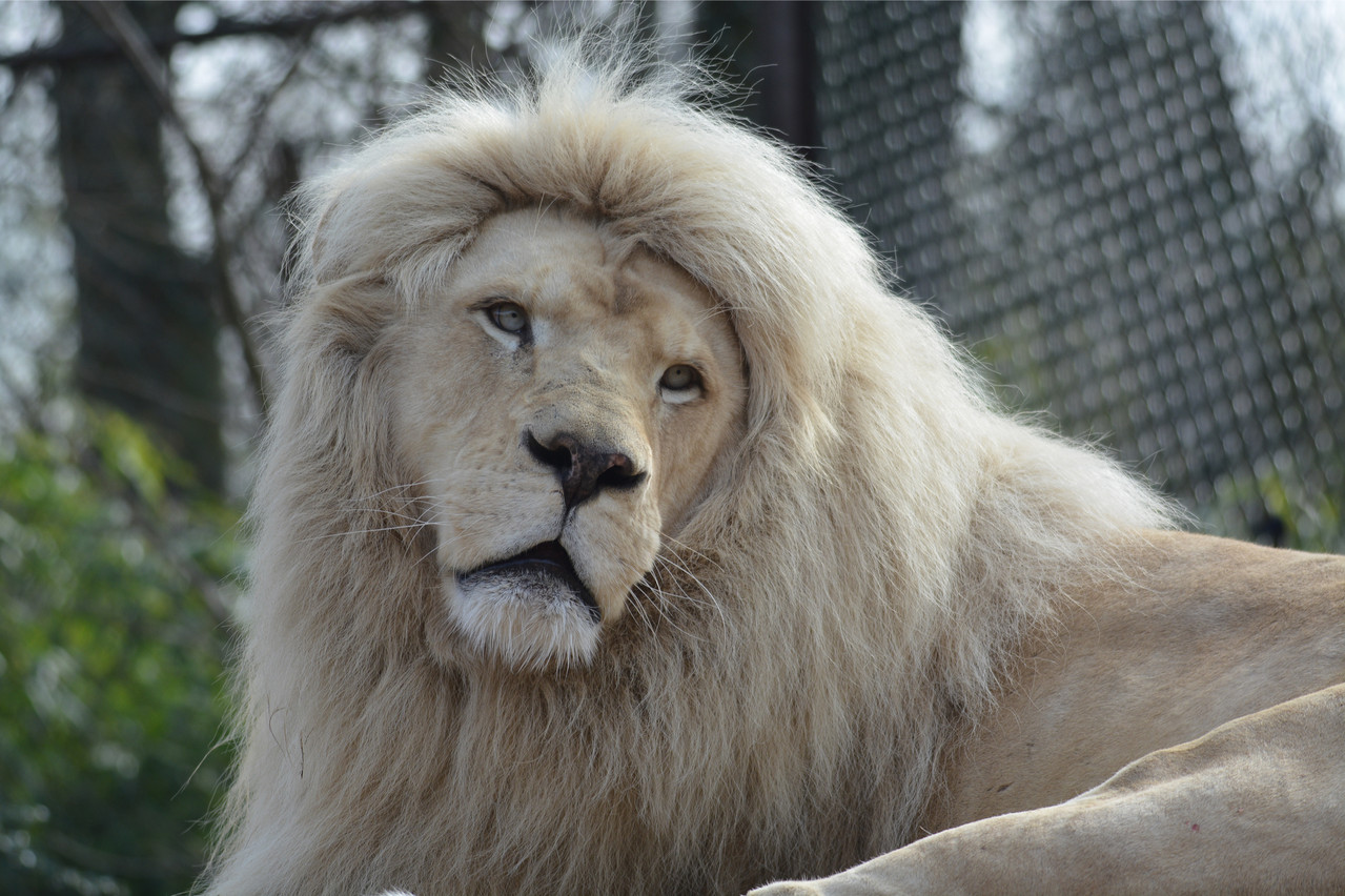 Le zoo d’Amnéville compte 2.000 animaux des cinq continents, dont des lions blancs. (Photo : Shutterstock)