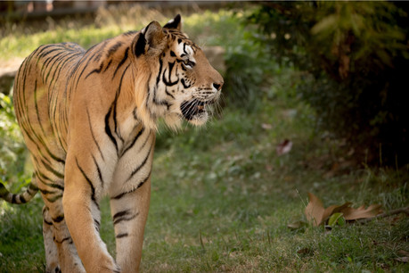 Michel Louis a créé le zoo d’Amnéville en 1986 avec Jean-Marc Vichard. La collection compte 2.000 animaux de 360 espèces différentes. (Photo: Shuterstock)