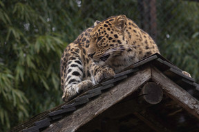 Albane Pillaire et son équipe gèrent au quotidien plus de 2.000 animaux au sein du zoo.  (Photo: Guy Wolff/Maison Moderne)