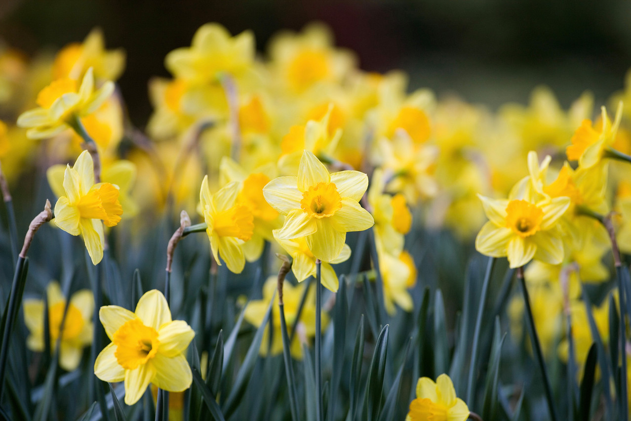 Go for a hike this Easter weekend and check out the daffodils and pasque flowers near Lellingen. Photo: Shutterstock