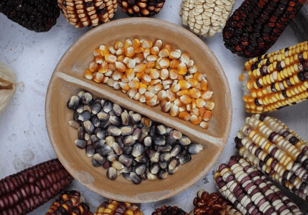 Seed tells the untold story of crucial food supply Photo: Independent Lens