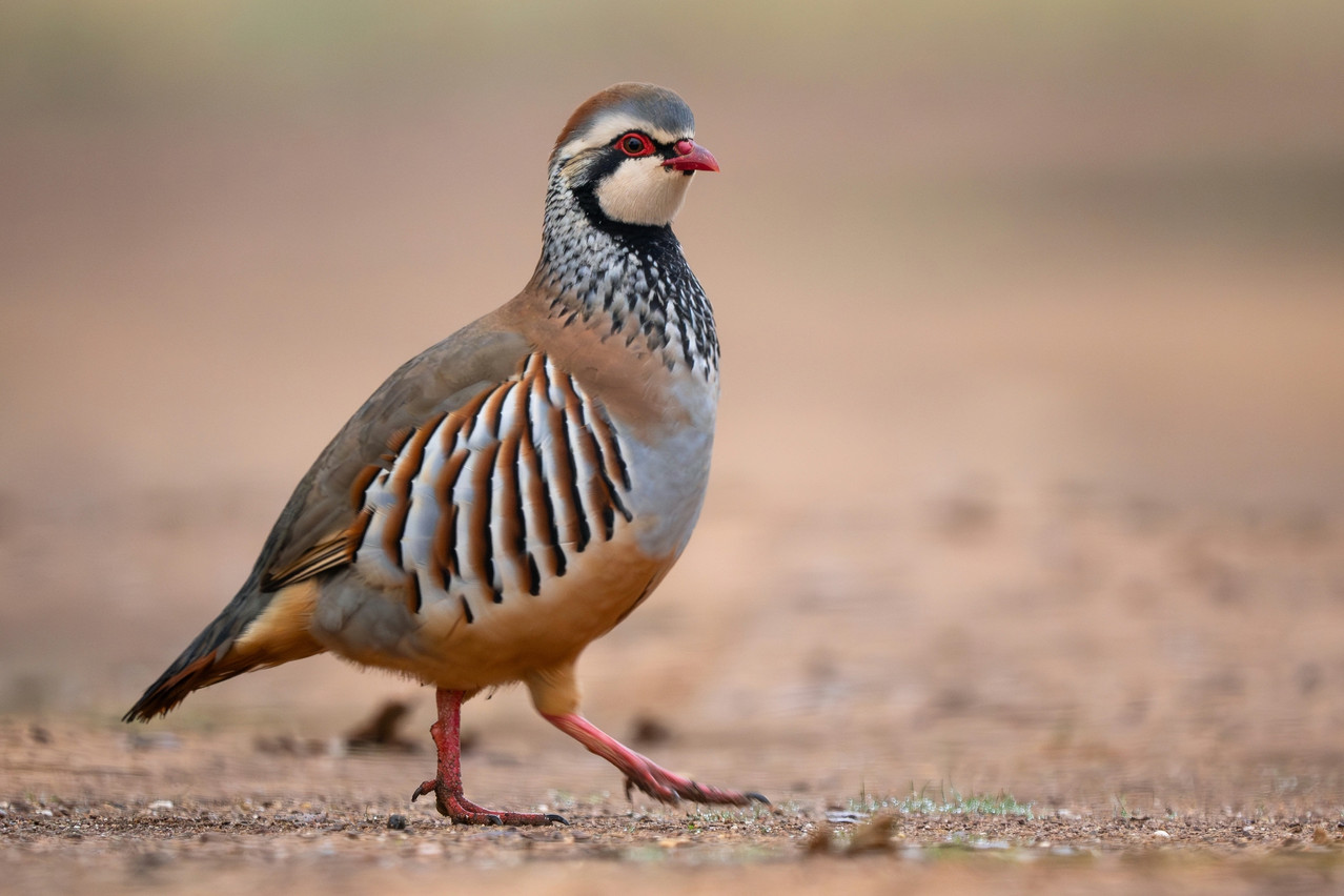 The red-legged partridge is one of some 320 bird species found in Luxembourg. Photo: Shutterstock