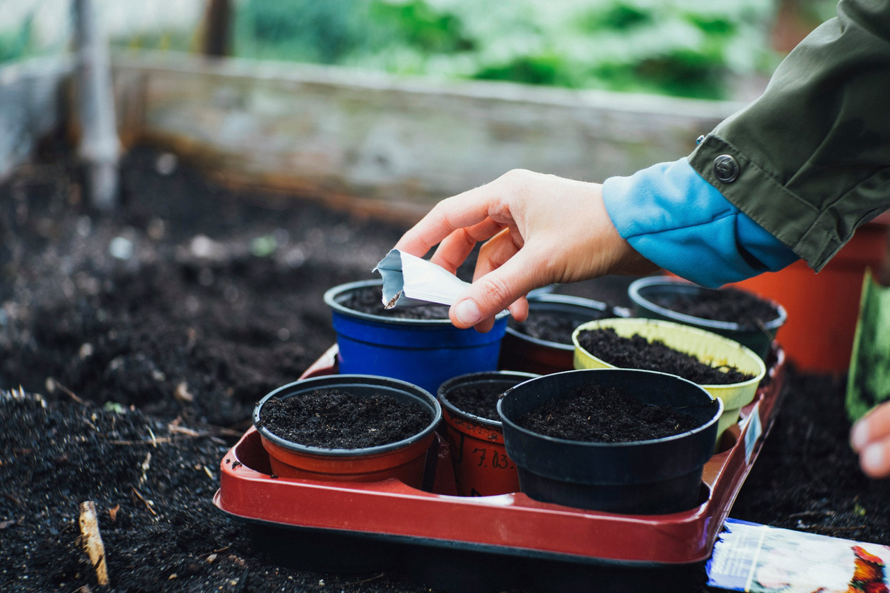 You can exchange your seeds during Beaufort’s seed market on Saturday 16 March 2024. The organisers ask that you only bring seeds from resistant varieties grown in your own cultivation; seeds from garden centres, DIY markets, and F1 hybrids are not welcome. Photo: Markus Spiske/Unsplash