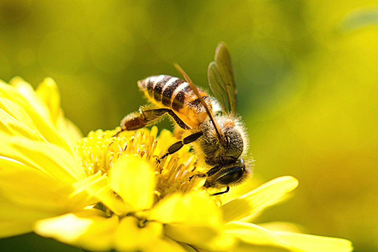 One of the science workshops at Researchers Day on 30 November 2024 will allow visitors to “discover the astonishing world of bees.” Find out how bees communicate, how honeycomb cells are constructed and more. Photo: Shutterstock